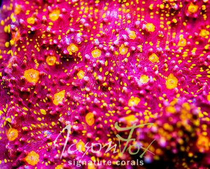 IJAM GOLD SHIESTER CHALICE