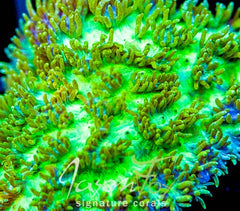 JASON FOX FIRE FLY HYDNOPHORA ( LIMIT 1 - MUST BUY ANOTHER CORAL FROM THE WEBSITE TO GET THE $9.99 DEAL )