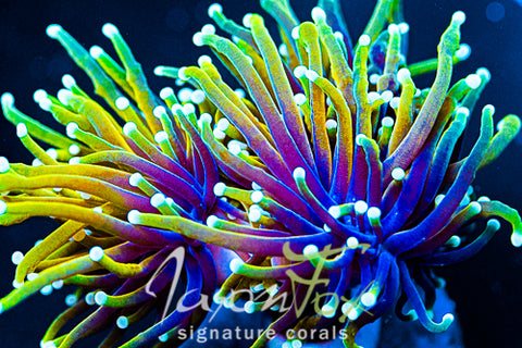 JF SWAZY CRAZY TORCH – Jason Fox Signature Corals