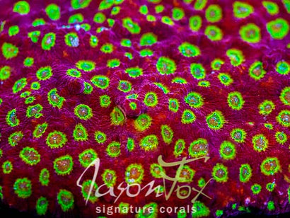 LPS CORALS – Page 2 – Jason Fox Signature Corals