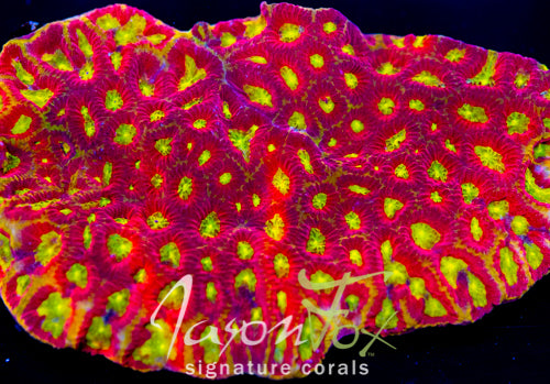 WWC BLOOD DIAMOND FAVIA