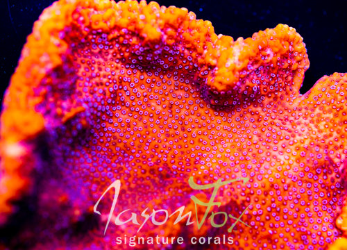 GB MANGO PIE MONTIPORA