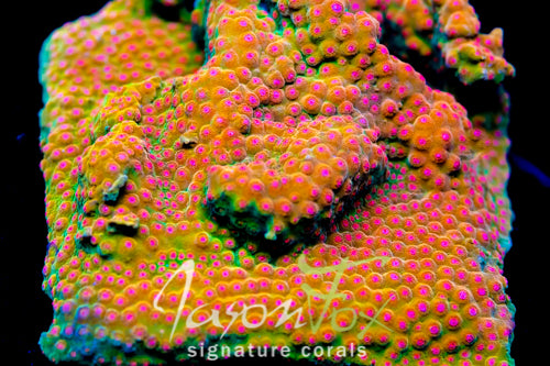 JASON FOX SPELLBOUND CYPHASTREA