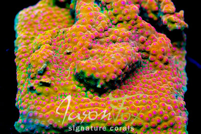 JASON FOX SPELLBOUND CYPHASTREA