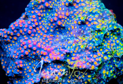 JASON FOX PARTY CRASHER CYPHASTREA