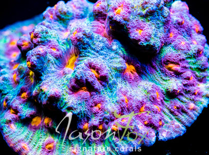 JASON FOX SUNDROP CHALICE