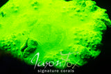 JASON FOX DEVILS CABBAGE LEATHER