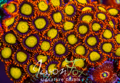 JASON FOX MANDARIN ORANGE ZOANTHIDS