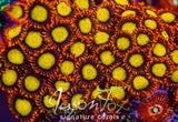 JASON FOX MANDARIN ORANGE ZOANTHIDS