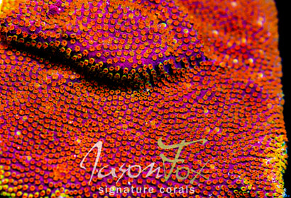 WWC LOONEY TUNES STYLO