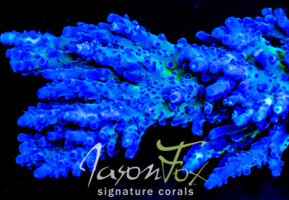 OREGON TORT ACROPORA