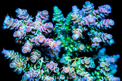 JASON FOX PINK PRISM TENIUS