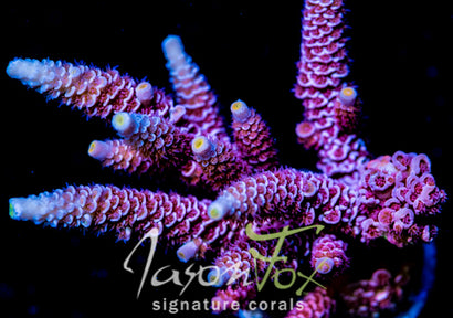 GB NO BULL ACRO TENIUS