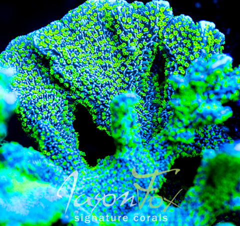 TUBS STELLATA MONTIPORA – Jason Fox Signature Corals