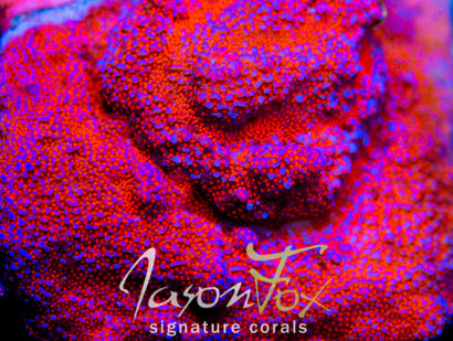 JASON FOX SUPERMAN MONTIPORA