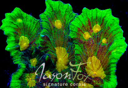 SPACE INVADER PECTINIA