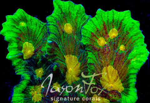 SPACE INVADER PECTINIA – Jason Fox Signature Corals