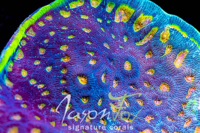 JASON FOX SUNBEAM FAVIA