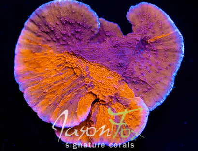 JASON FOX MIXED EMOTIONS MONTIPORA