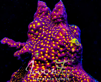 Jason Fox Outer Space Psammocora