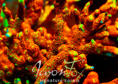JASON FOX BOSTON BEAN DIGI MONTIPORA