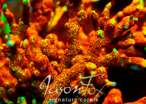 JASON FOX BOSTON BEAN DIGI MONTIPORA – Jason Fox Signature Corals