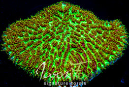 JF MAGIC CARPET HYDNOPHORA EXCESSA