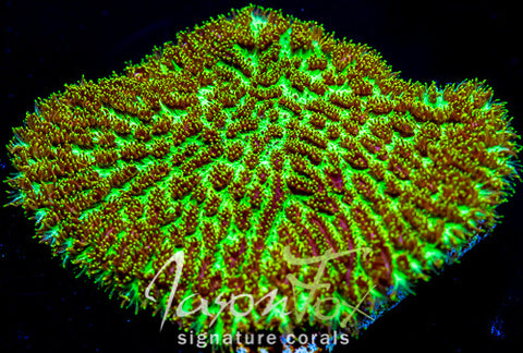 JF MAGIC CARPET HYDNOPHORA EXCESSA – Jason Fox Signature Corals