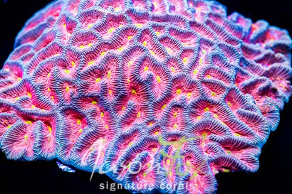 JASON FOX WOODSTOCK GONIASTREA