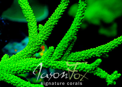ORIGINAL GREEN SLIMER ACROPORA