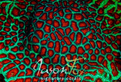 JASON FOX FIERY RED FAVIA