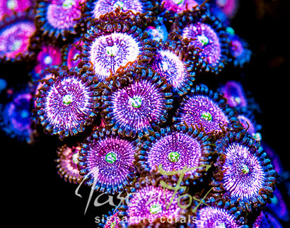 PINK ZIPPERS ZOANTHIDS