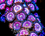PINK ZIPPERS ZOANTHIDS