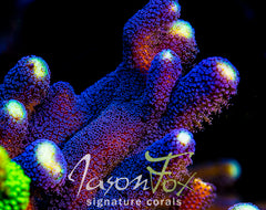SANJAY MILKA STYLOPHORA ( LIMIT 1 - MUST BUY ANOTHER CORAL FROM THE WEBSITE TO GET THE $9.99 DEAL )