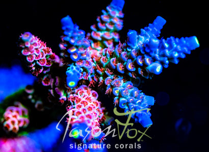 JASON FOX BLUEBERRY SMOOTHIE TENIUS