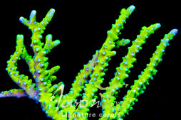 Bio Reef Green Goblin Anacropora