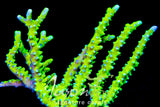 Bio Reef Green Goblin Anacropora