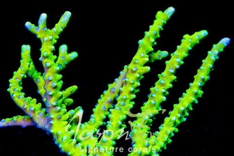 コブラ act 3 COBRA & OPHELIA Bio Reef Green Goblin Anacropora – Jason Fox Signature Corals