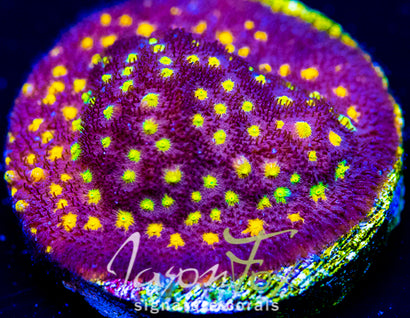 JASON FOX SPAKLER PSAMMOCORA