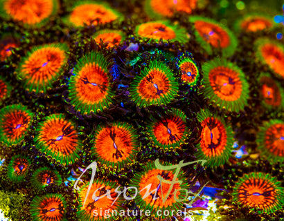 ZOANTHIDS | SOFTIES – Jason Fox Signature Corals