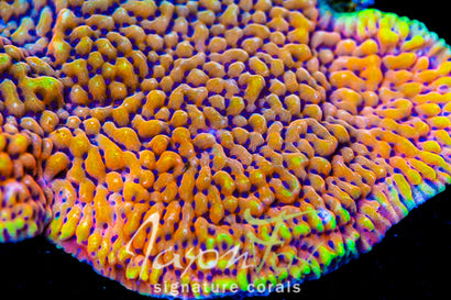JASON FOX SCATTER BRAIN MONTIPORA
