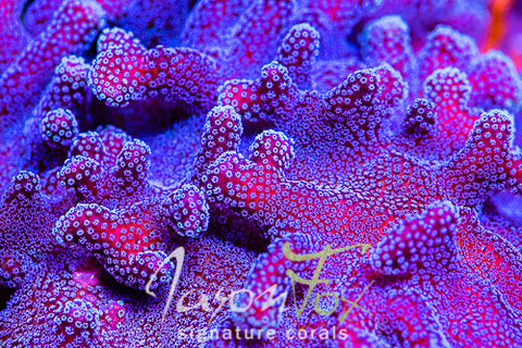 Coral プロフィール必読 JASON FOX RAINBOW STYLOPHORA – Jason Fox Signature Corals
