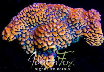 JF BLOODY SUNRISE MONTIPORA