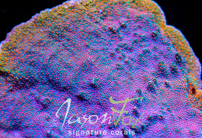 GB SEVEN HEAVENS MONTIPORA