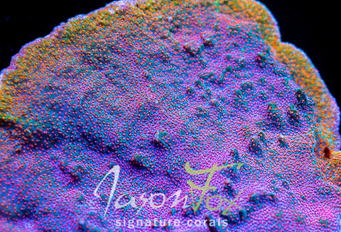 Coralꪔ̤̫ MAF_7094_large.jpg?v=1725630429