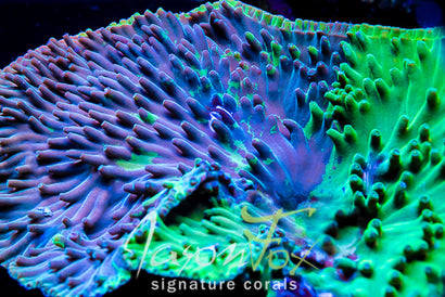 JASON FOX GRAFTED HERO TURBINARIA