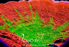 WWC GRAFTED MONTIPORA CAP ( LIMIT 1 - MUST BUY ANOTHER CORAL FROM THE WEBSITE TO GET THE $9.99 DEAL )