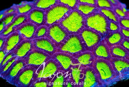 LPS CORALS – Page 2 – Jason Fox Signature Corals