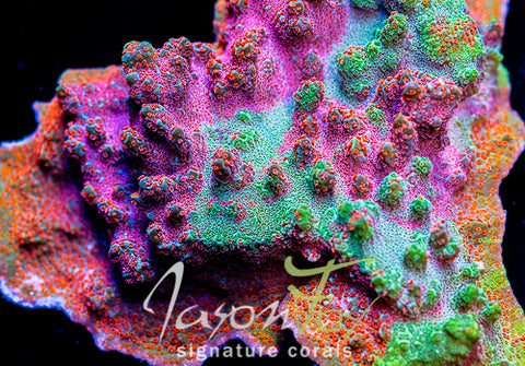 JASON FOX DIZZY SPELL MONTIPORA – Jason Fox Signature Corals