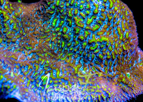JASON FOX BLUEBERRY BLAST HYDNOPHORA – Jason Fox Signature Corals